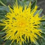 A yellow Safflower can increase blood flow