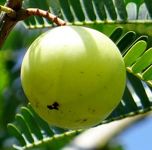 Indian Gooseberry ingredient of Volume Pills