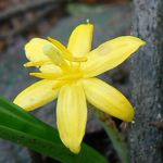 Yellow golden eye grass or xian mao or curculigo orchioides improves testosterone levels